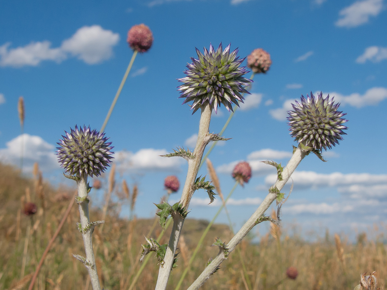 Изображение особи Echinops biebersteinii.