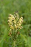 Pedicularis chroorrhyncha