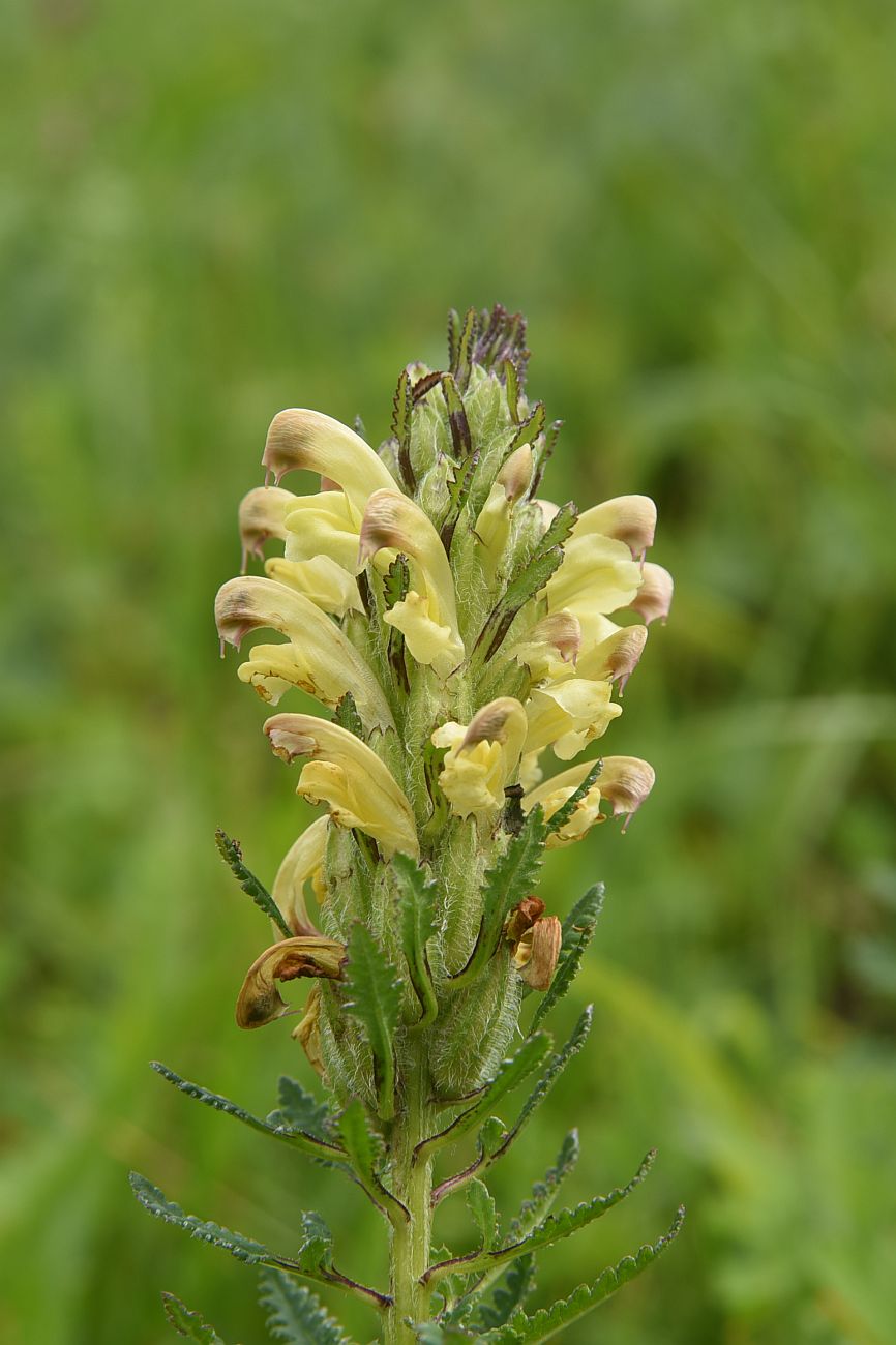 Изображение особи Pedicularis chroorrhyncha.