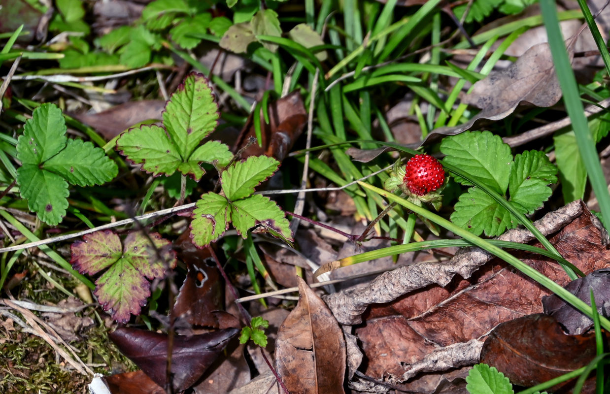 Изображение особи Duchesnea indica.