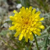 Scorzonera austriaca