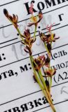 Juncus gerardi