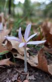 Colchicum autumnale