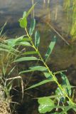 Salix triandra