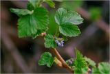Ribes nigrum