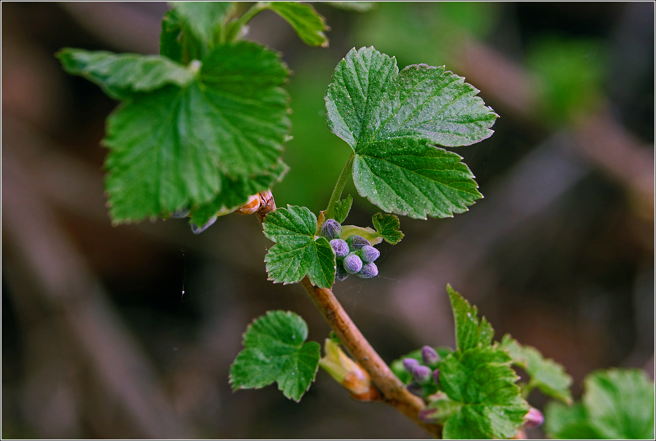 Image of Ribes nigrum specimen.
