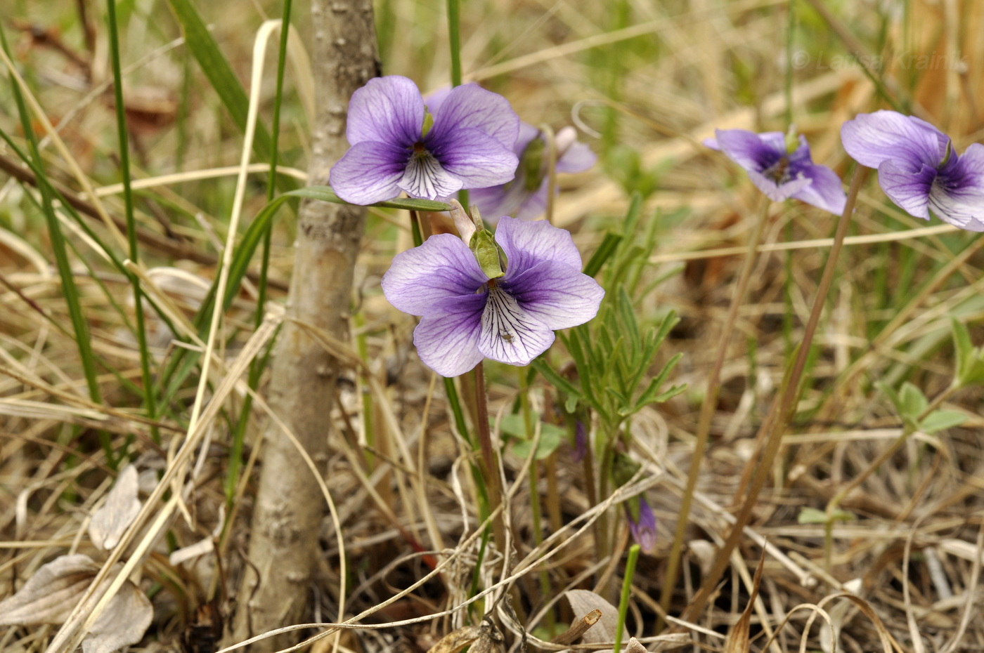Изображение особи Viola dissecta.