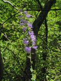 род Campanula