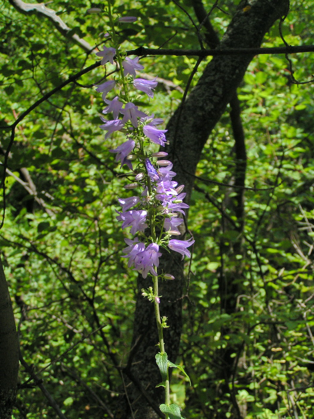 Image of Campanula bononiensis specimen.