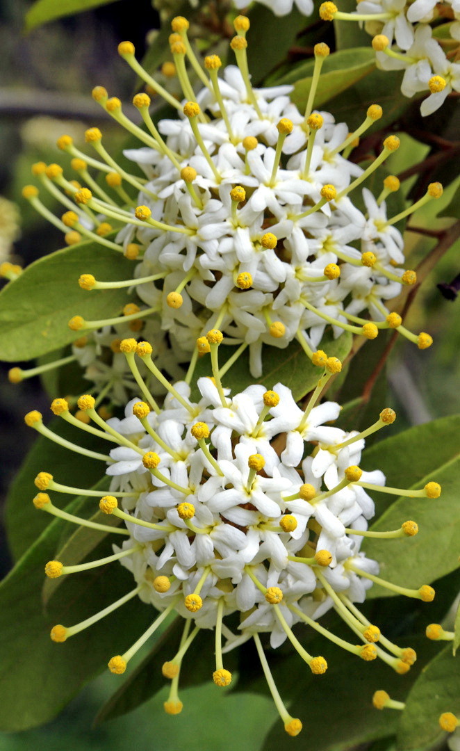 Image of genus Reevesia specimen.