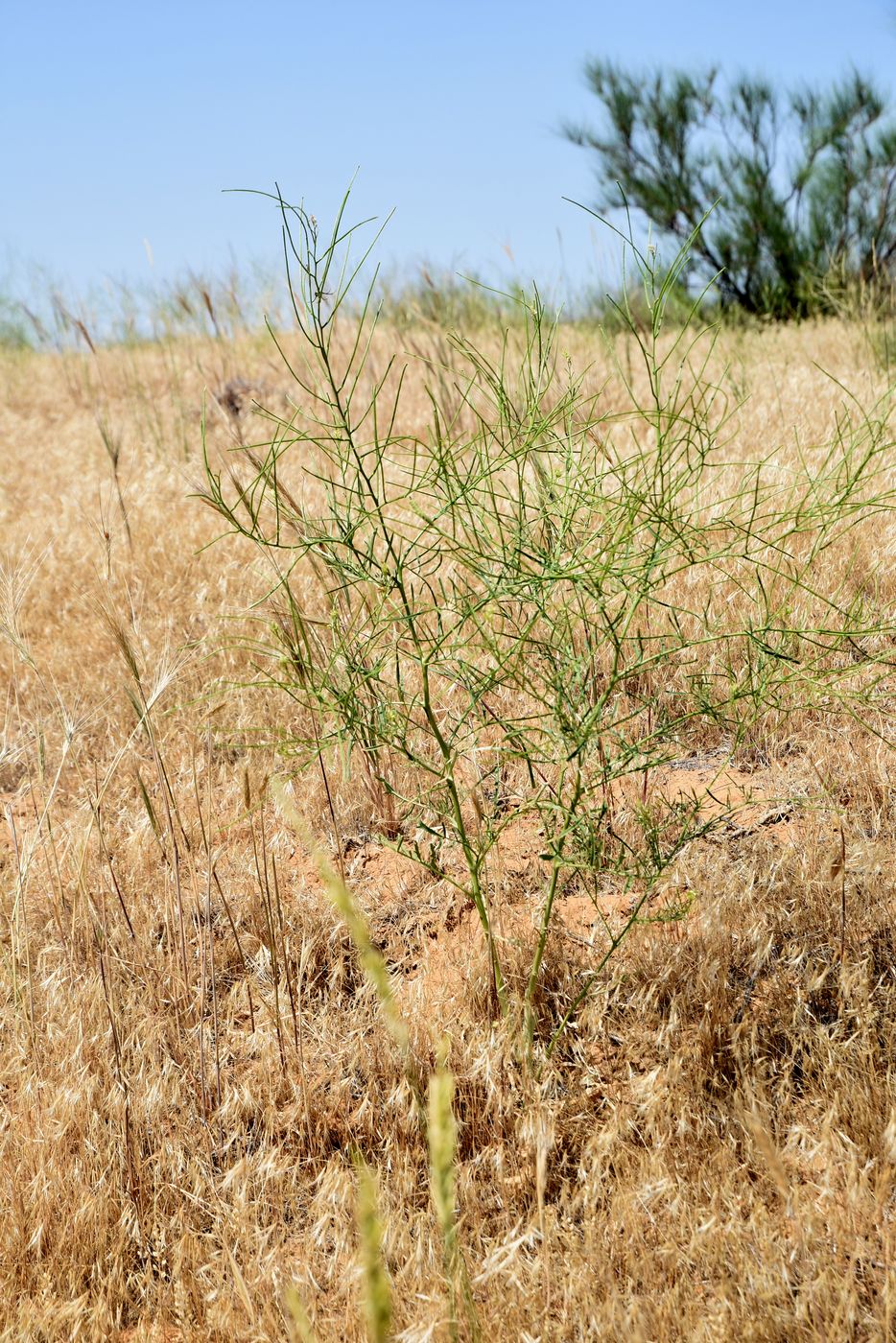 Изображение особи Sisymbrium altissimum.