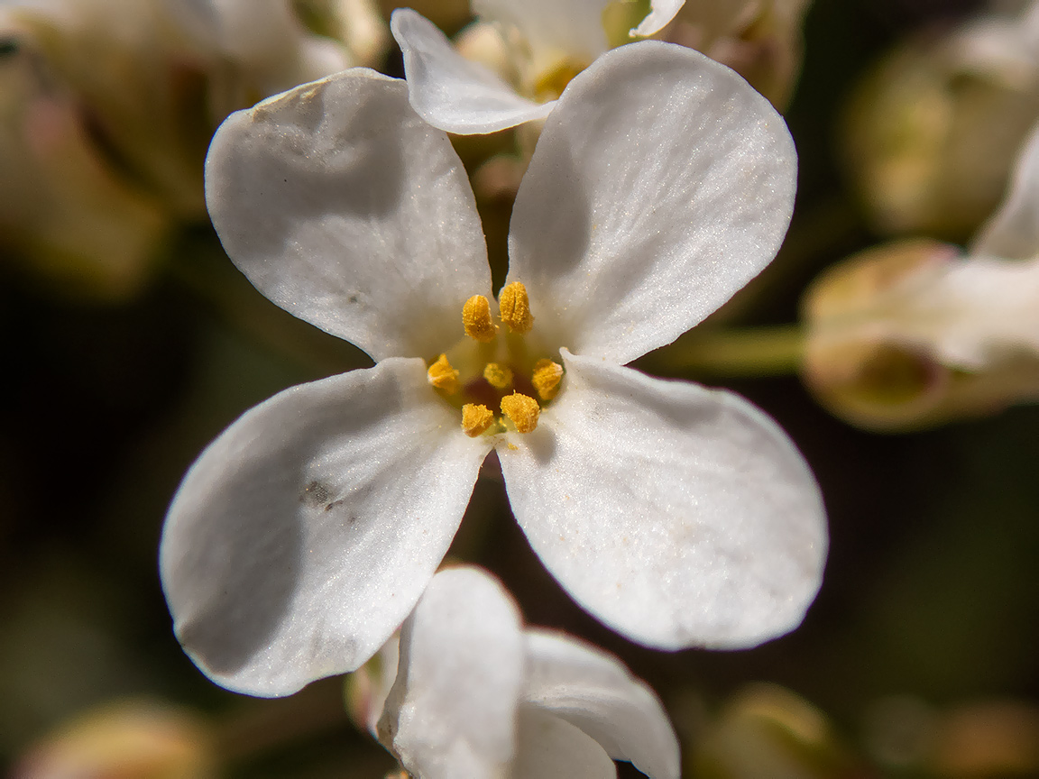 Image of Noccaea macrantha specimen.