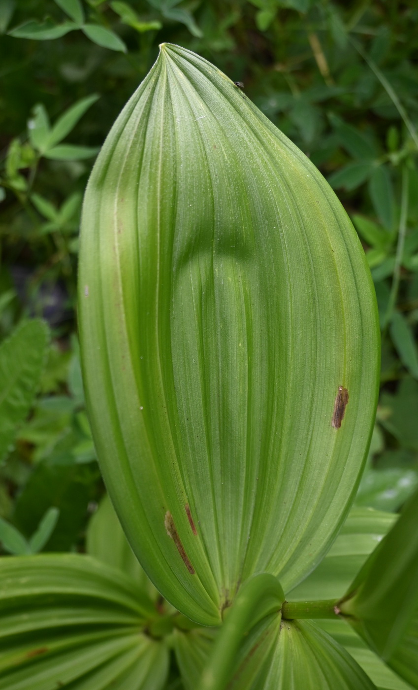 Image of genus Veratrum specimen.