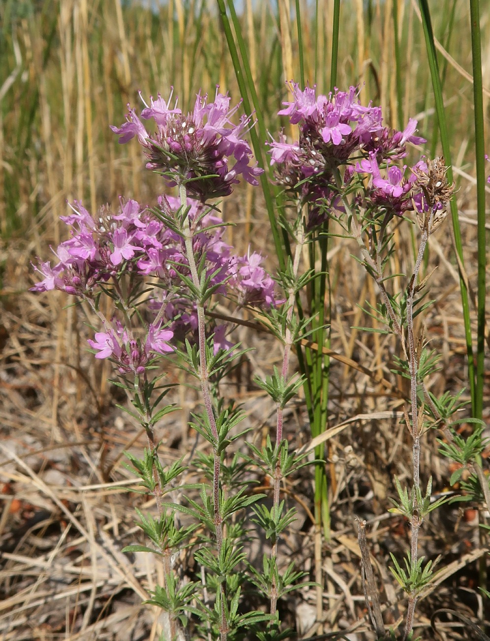 Изображение особи Thymus pallasianus.