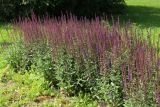 genus Salvia
