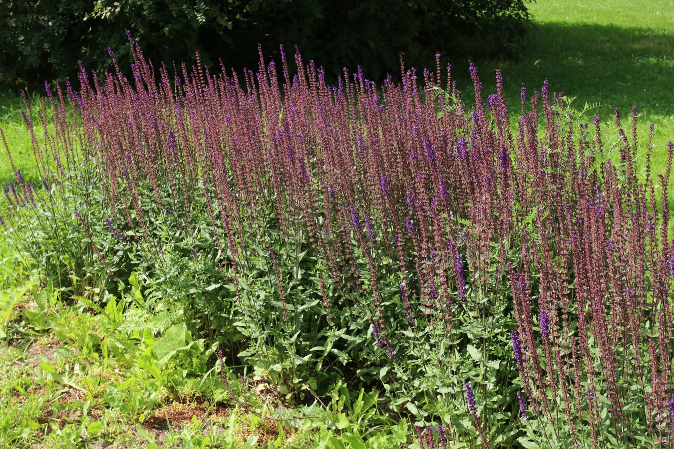 Изображение особи род Salvia.