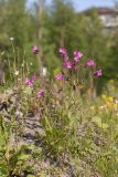 Melandrium dioicum