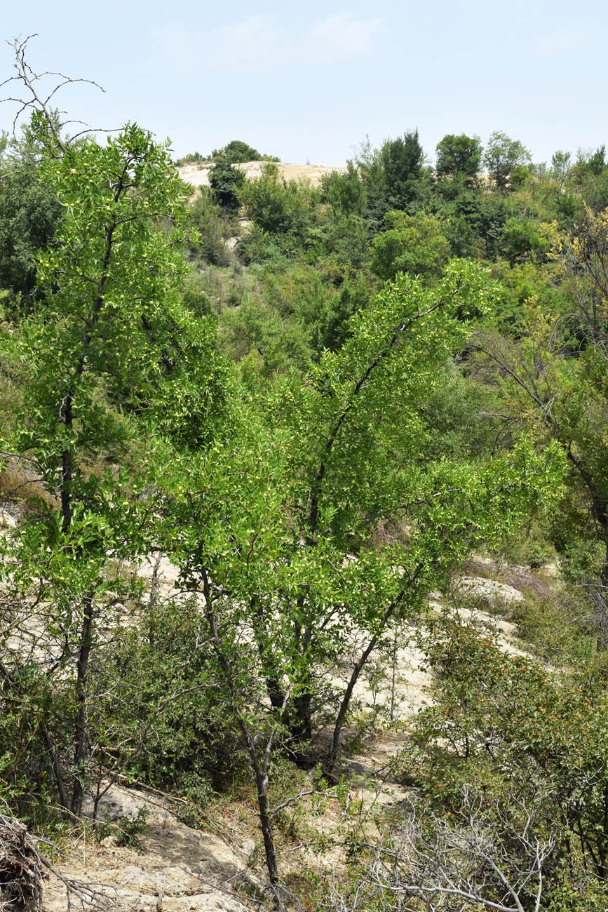 Image of Ziziphus jujuba specimen.
