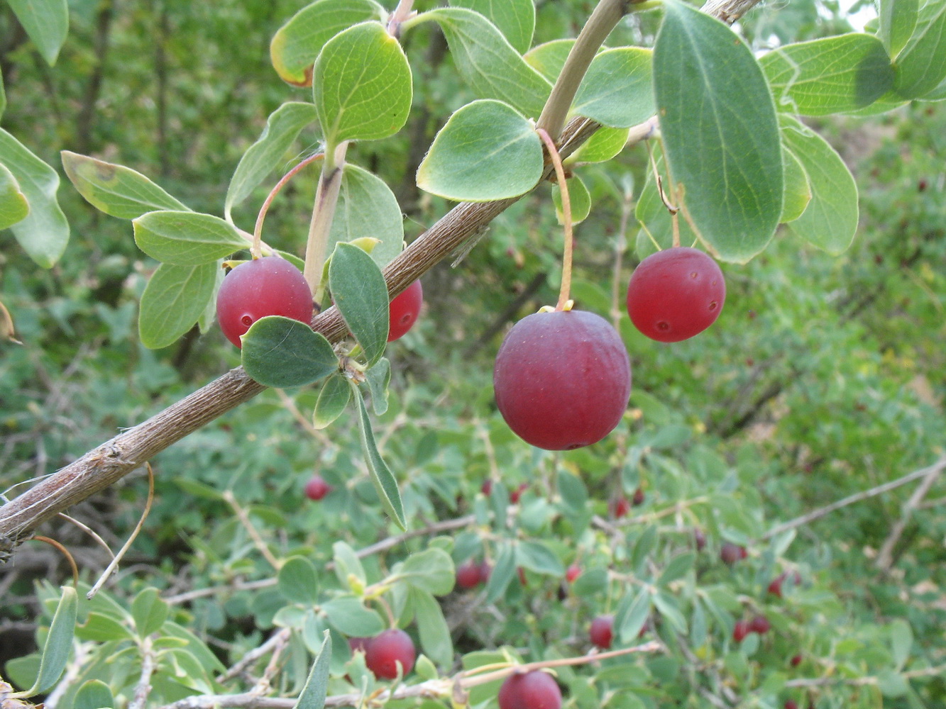 Image of Lonicera microphylla specimen.