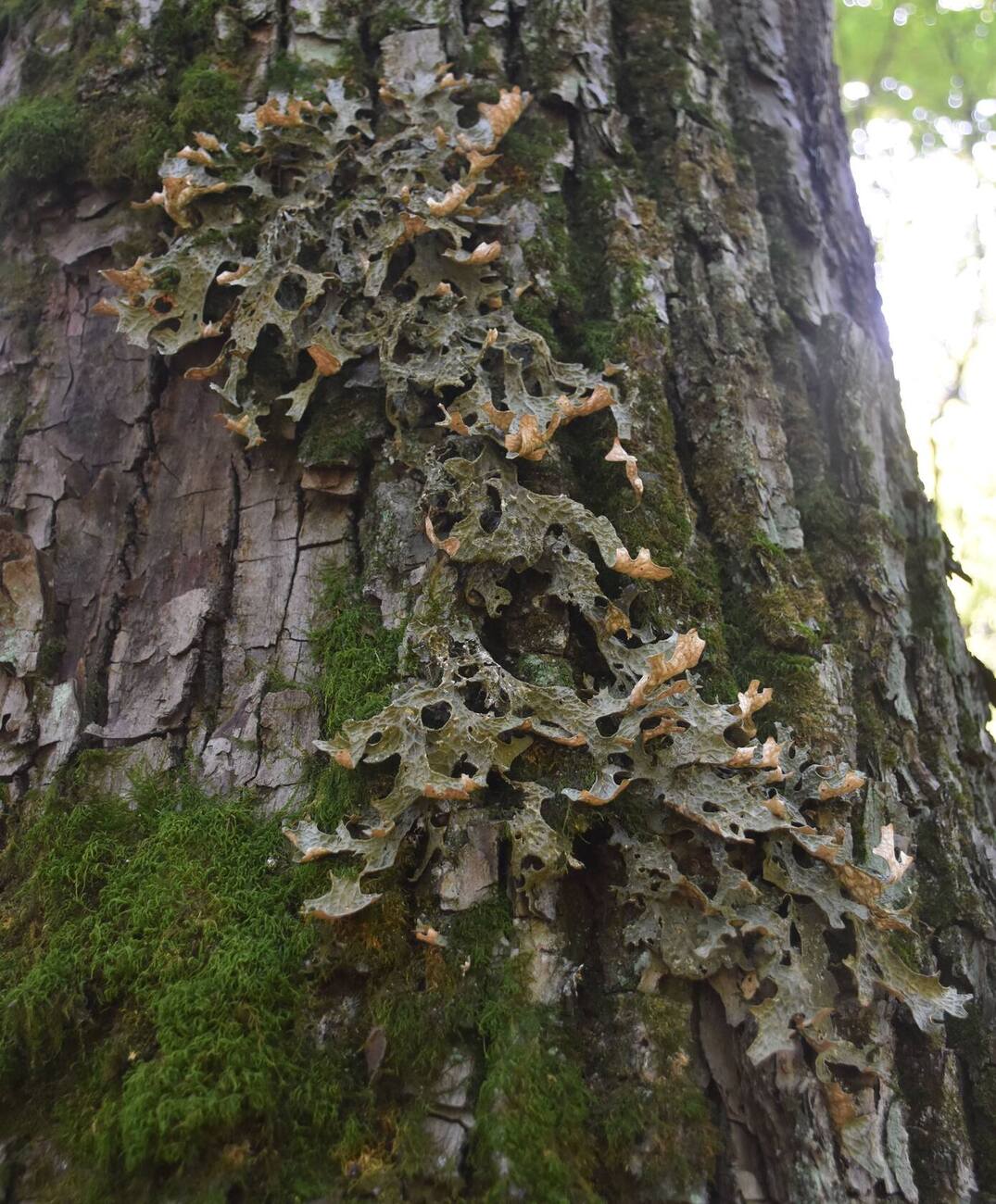 Изображение особи Lobaria pulmonaria.