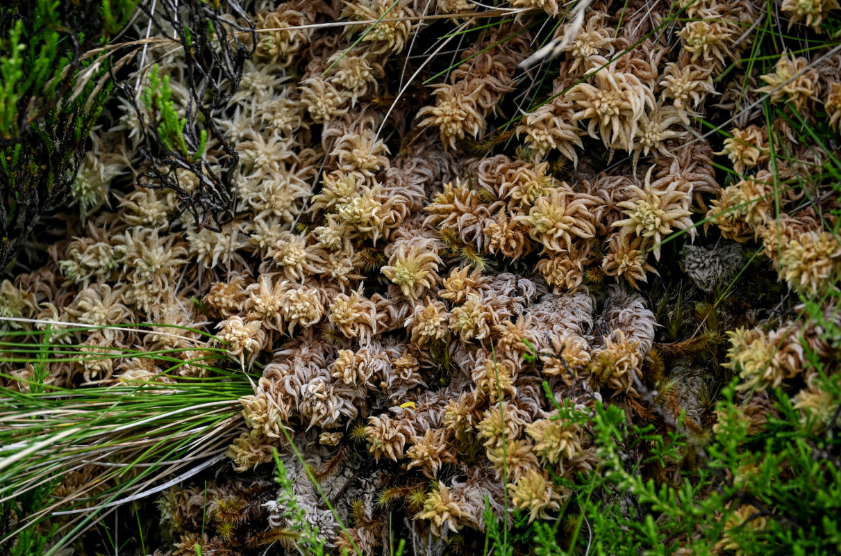 Изображение особи род Sphagnum.