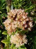 Hylotelephium pallescens