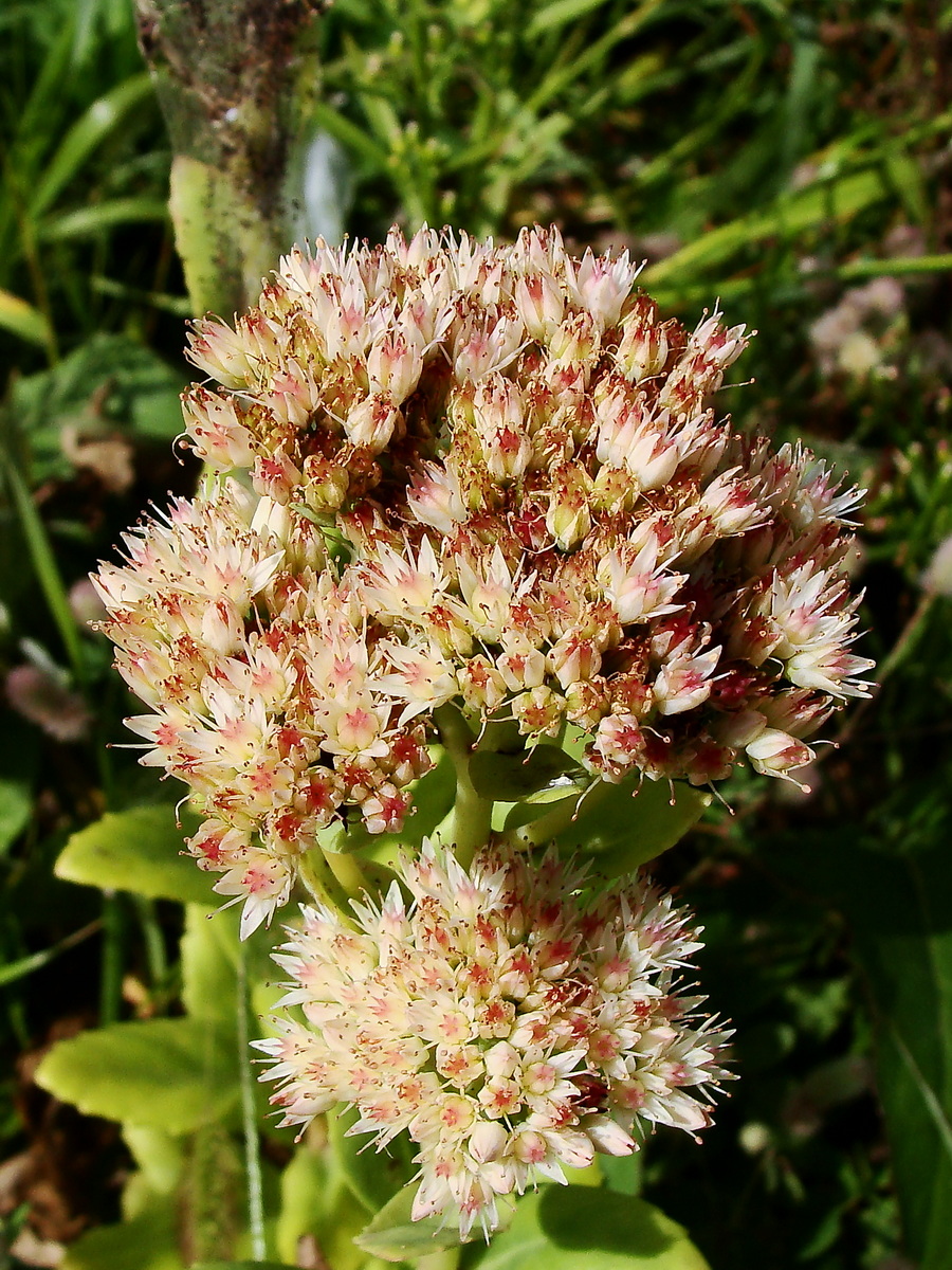 Изображение особи Hylotelephium pallescens.