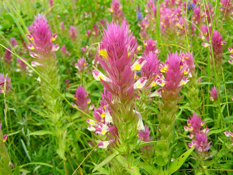 Image of Melampyrum arvense specimen.