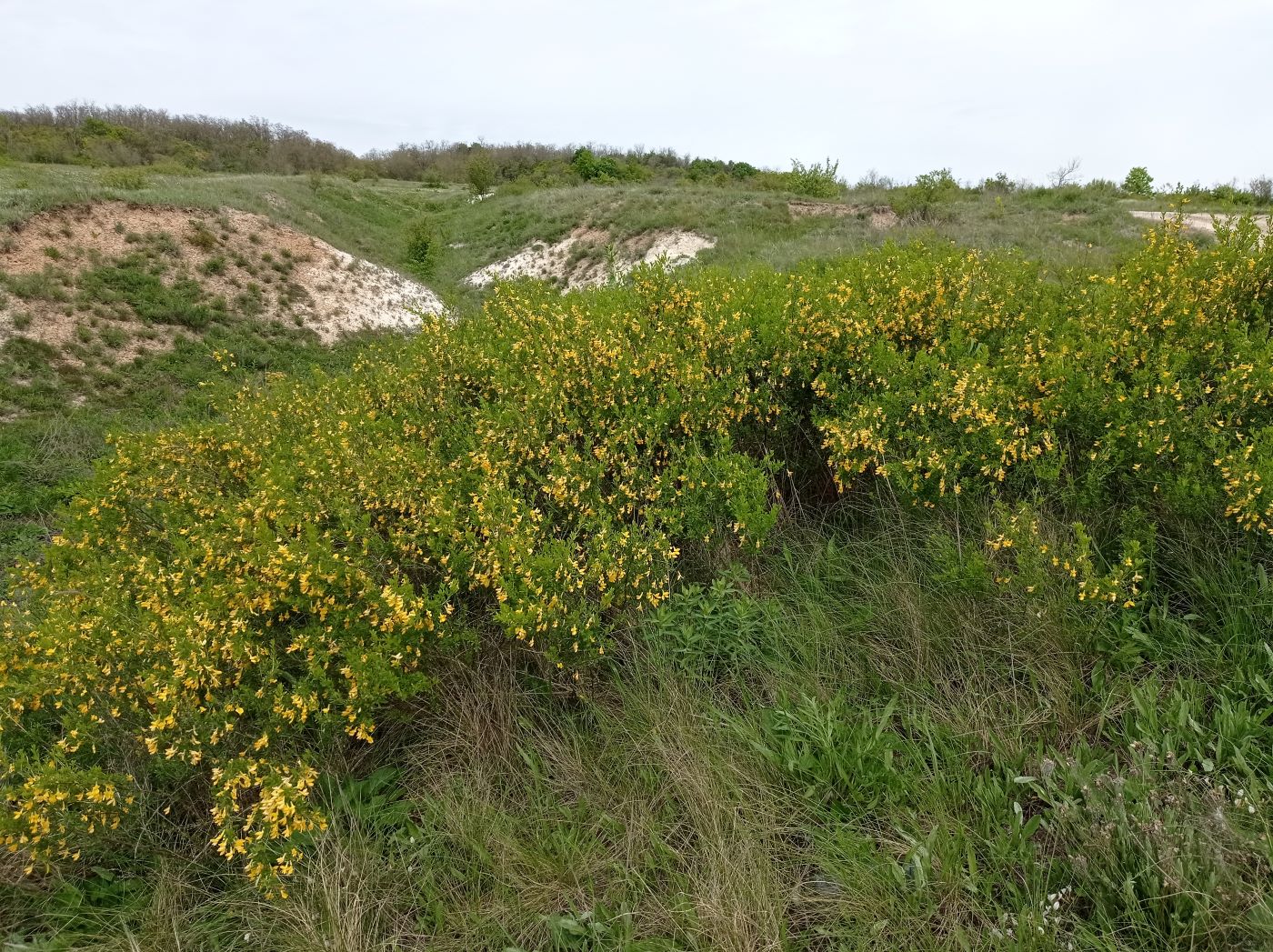 Изображение особи Caragana frutex.