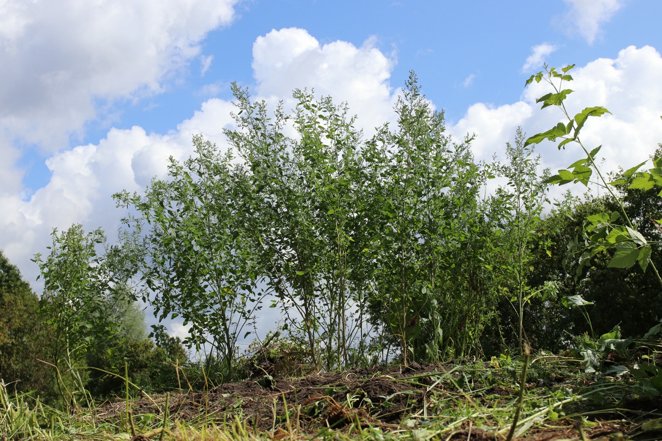 Image of Chenopodium album specimen.