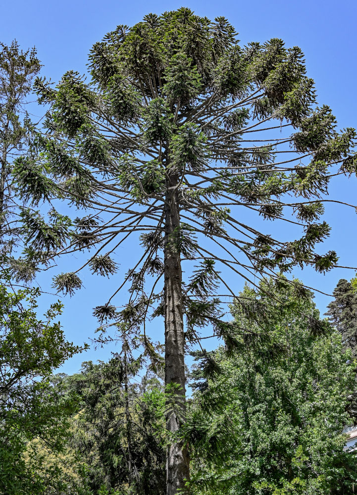 Image of Araucaria bidwillii specimen.