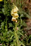 Digitalis grandiflora. Соцветие с цветками и плодами. Белгородская обл., пос. Ракитное, ул. Сосновая, 2, в культуре. 17 июня 2023 г.