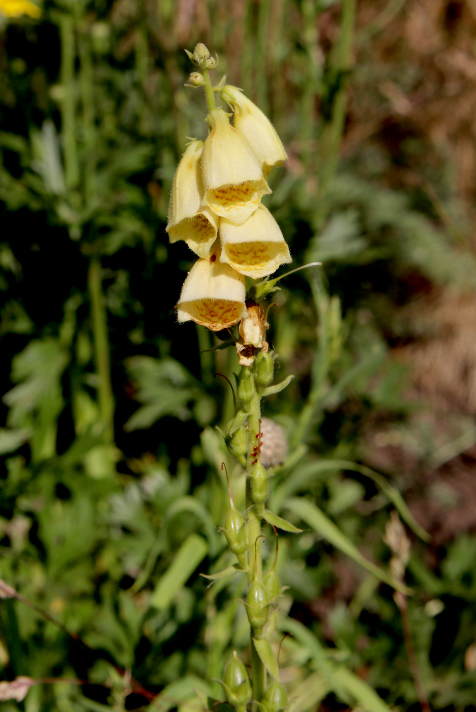 Image of Digitalis grandiflora specimen.