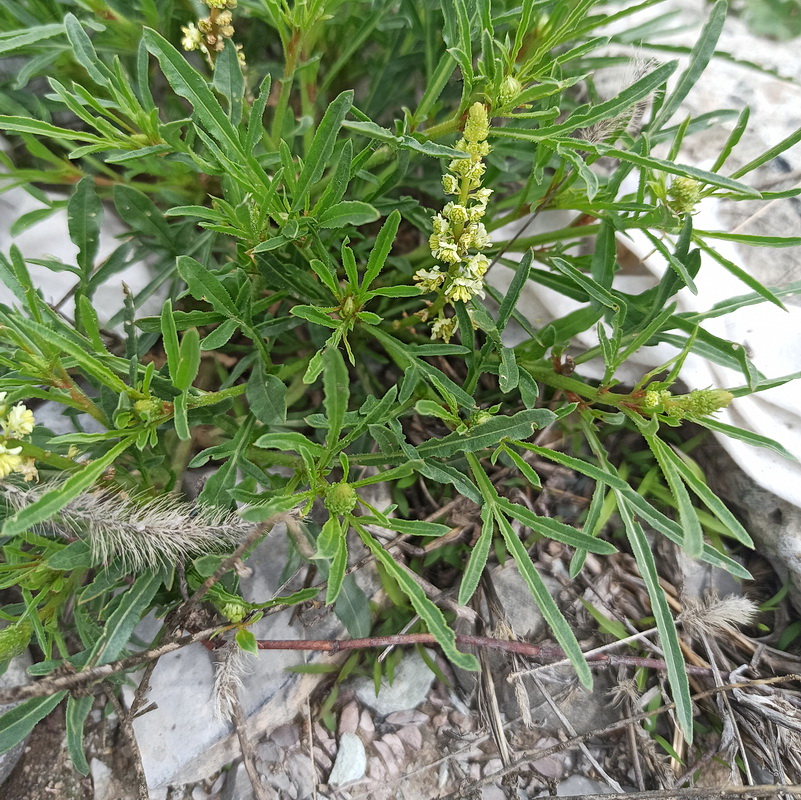 Image of Reseda lutea specimen.