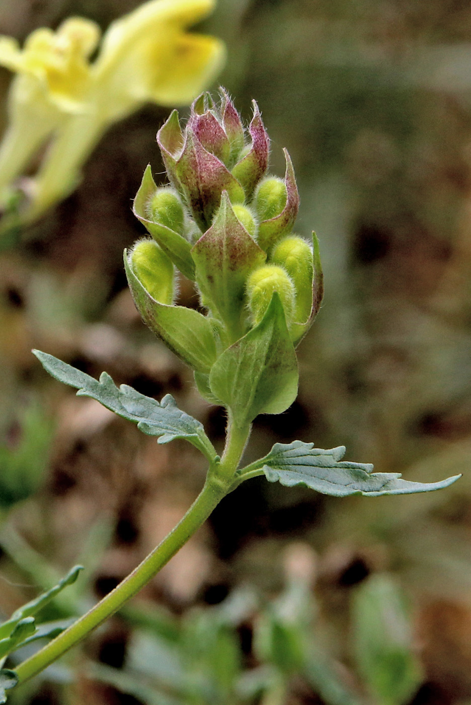 Image of Scutellaria orientalis specimen.