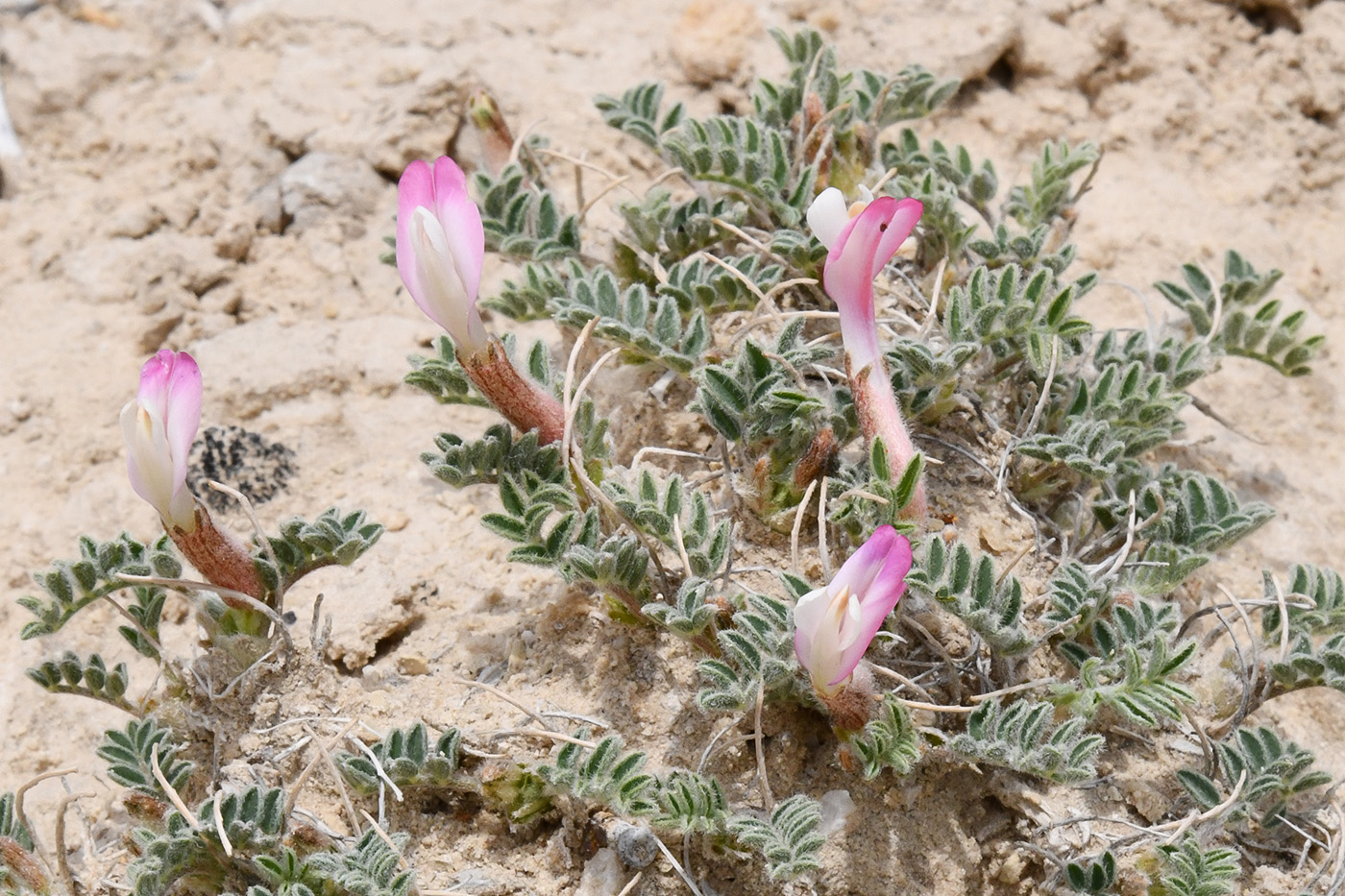 Изображение особи род Astragalus.