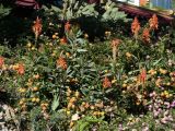 Kniphofia uvaria. Соцветия. Турция, г. Анталья, в озеленении приморского парка. 28 декабря 2025 г.