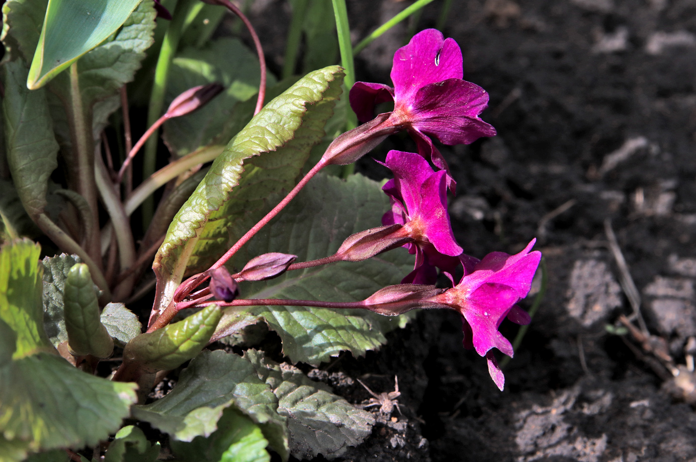 Изображение особи Primula &times; polyantha.
