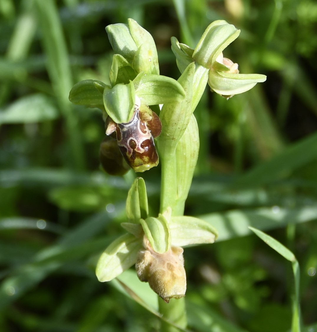 Изображение особи Ophrys flavomarginata.