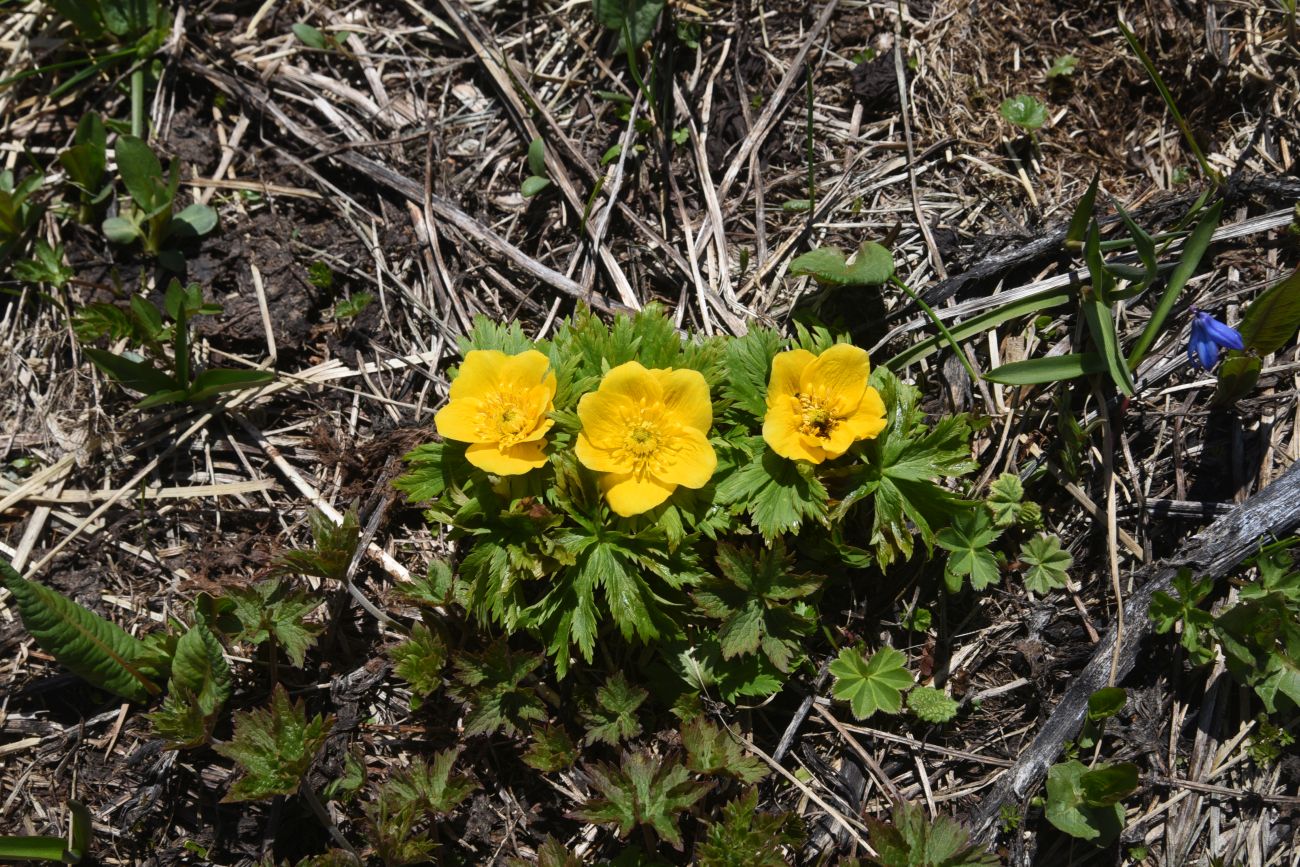 Image of Trollius ranunculinus specimen.