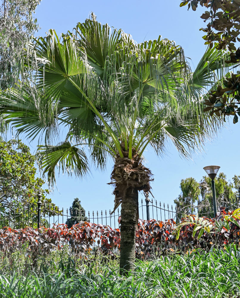 Изображение особи Livistona chinensis.