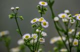 Erigeron strigosus. Верхушки побегов с соцветиями и бутонами. Китай, пров. Аньхой, дер. Хунцунь, берег реки. 28.05.2025.