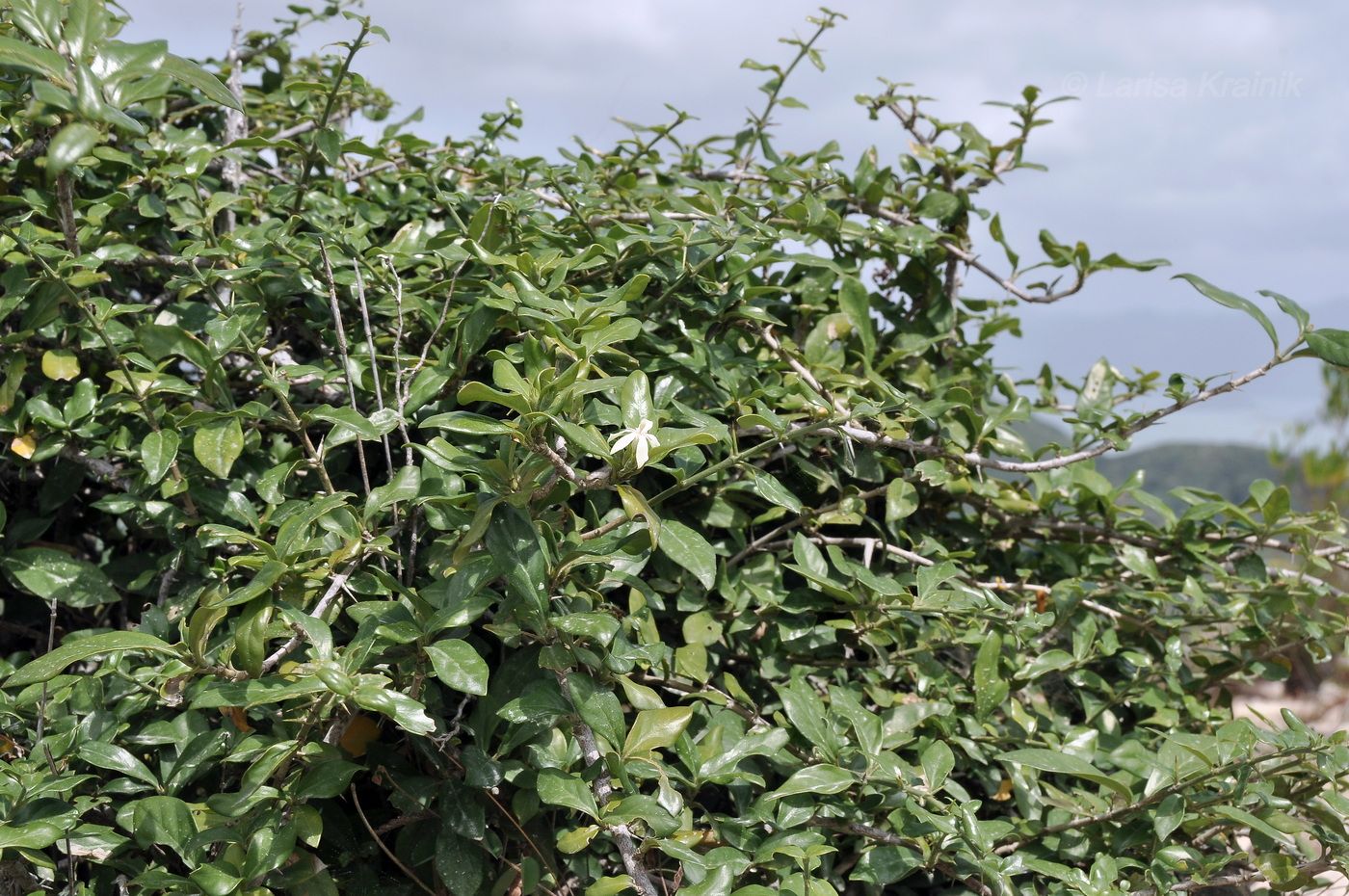 Image of familia Rubiaceae specimen.