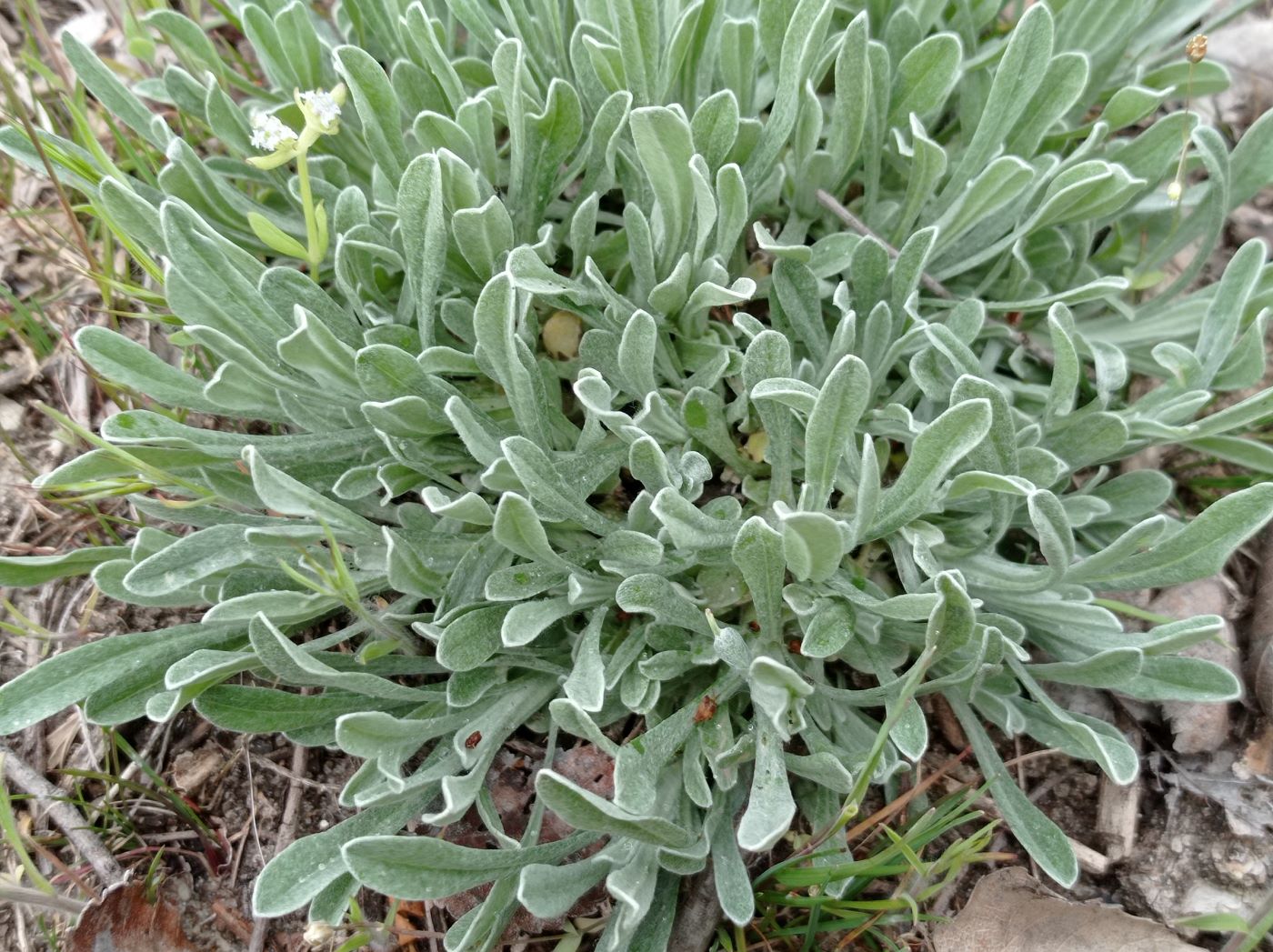 Image of Helichrysum arenarium specimen.