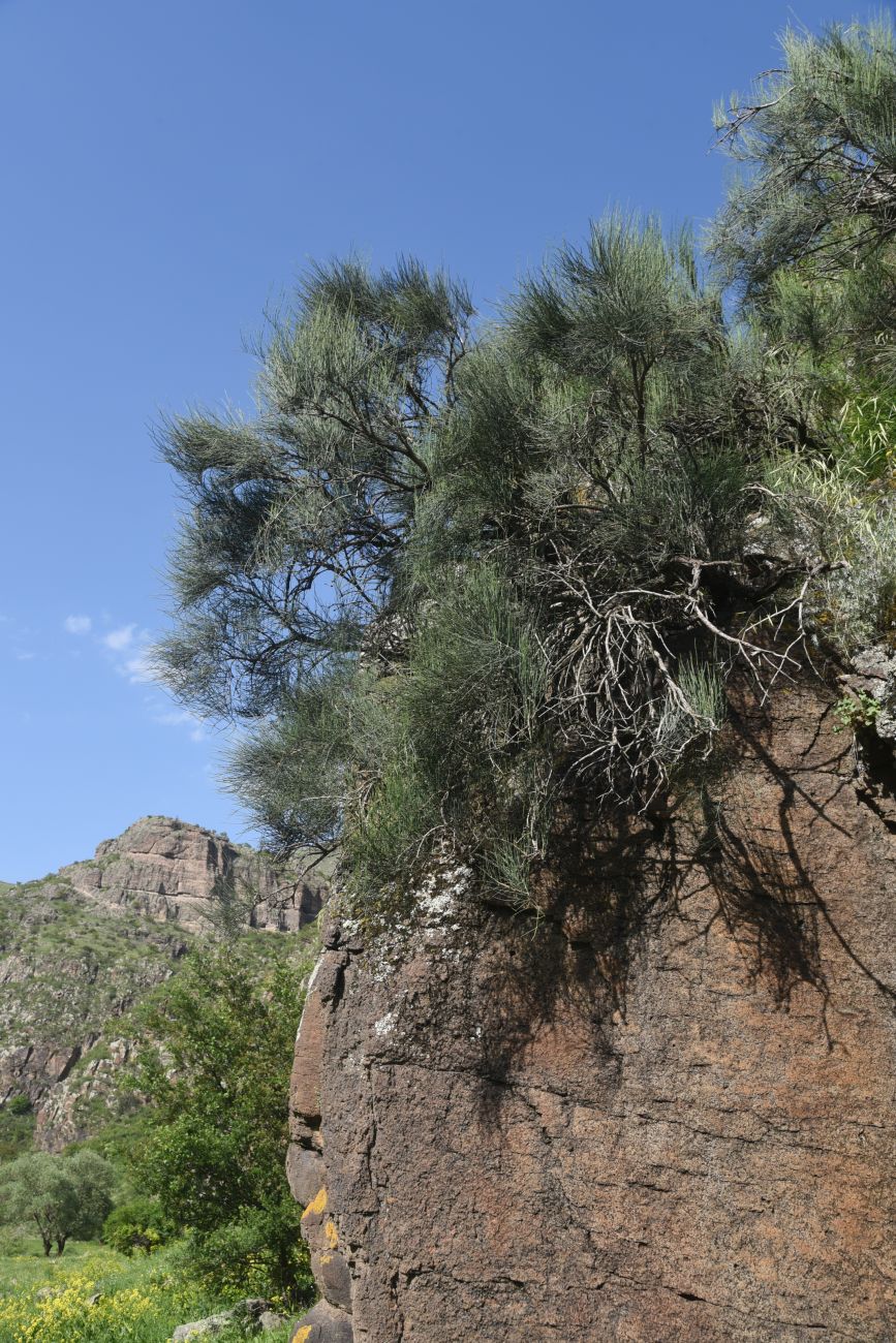 Image of Ephedra procera specimen.