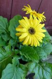 Gerbera jamesonii