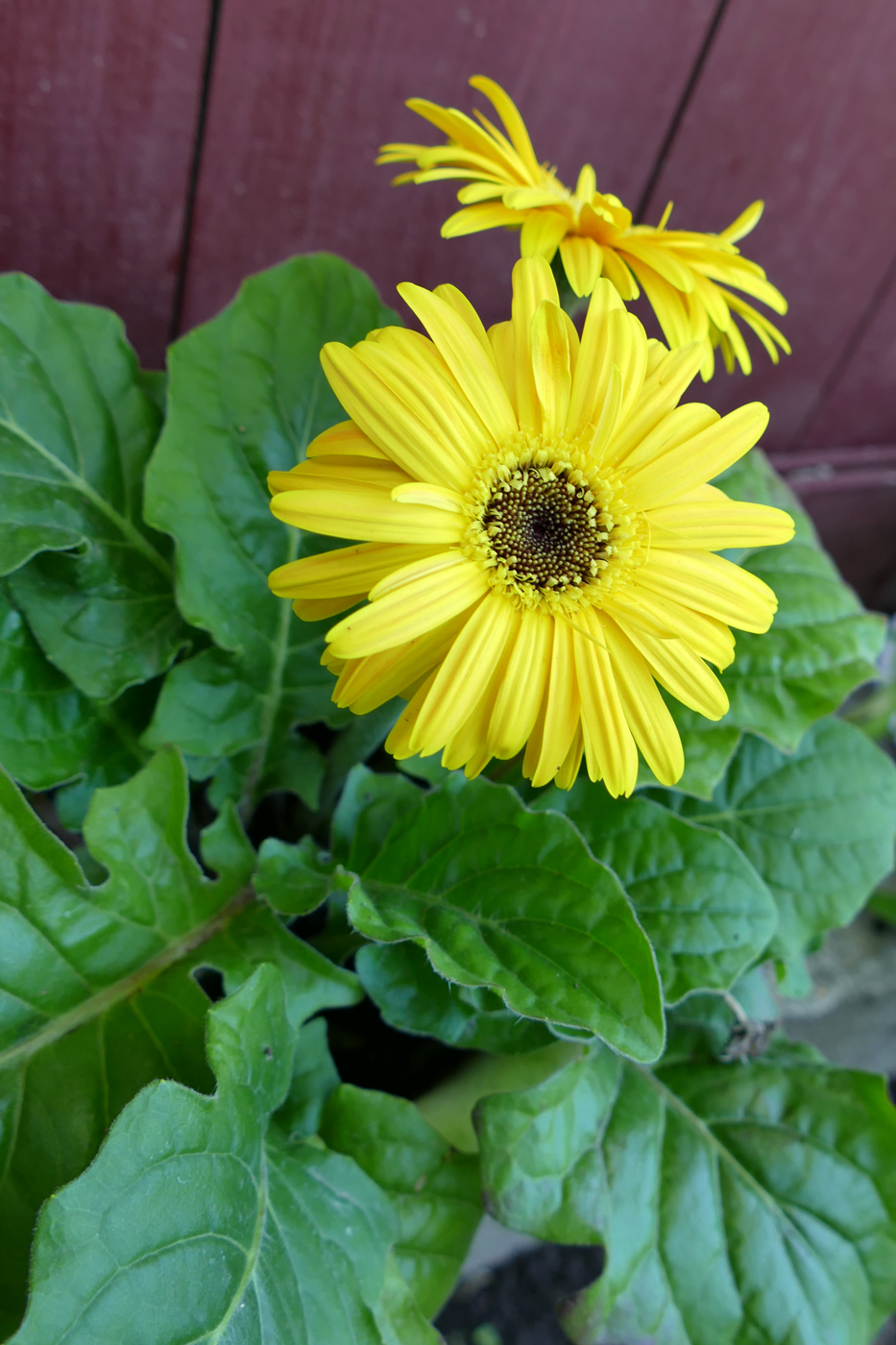 Image of Gerbera jamesonii specimen.