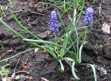 род Muscari