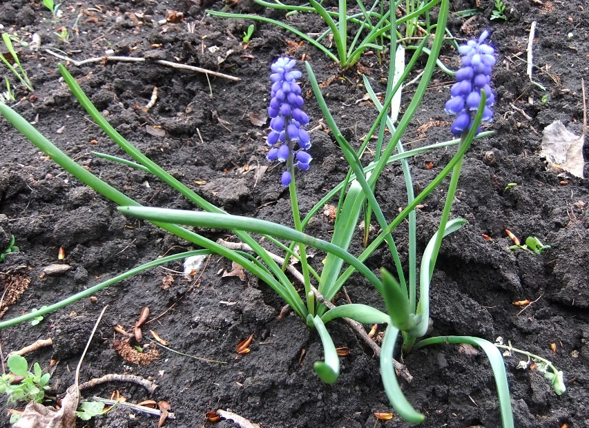 Изображение особи род Muscari.