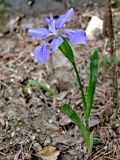 род Iris